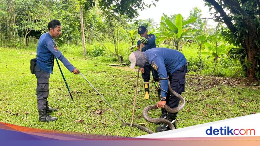Hiii! King Kobra Masuk Halaman Rumah Warga di Bogor, Damkar Turun Tangan