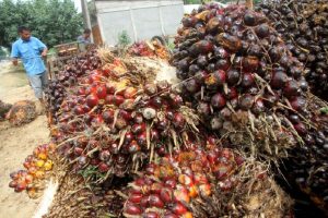 Pengusaha Sawit Pilih Wait and See soal Ekspor Satu Pintu Lewat PT DSI : Okezone Economy
