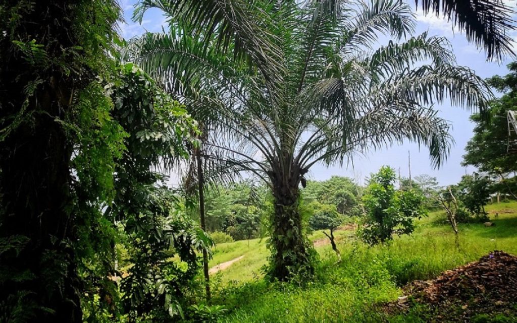 Petani Sawit Waspadai Dampak Ekspor Satu Pintu di Bawah DSI : Okezone Economy