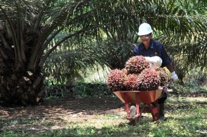 Petani Sawit Teriak Harga TBS Anjlok, Singgung DSI : Okezone Economy
