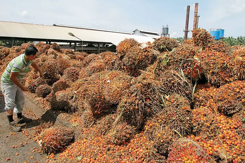 Petani Sawit Buka Suara Soal Ekspor Lewat Danantara Sumberdaya Indonesia : Okezone Economy