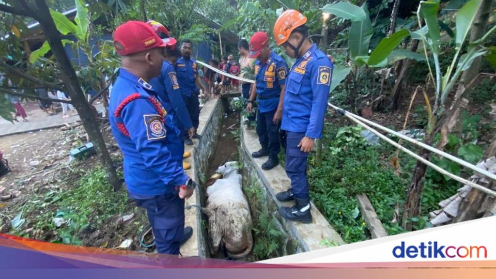 Sapi Kurban di Babakan Madang Bogor Kabur Diberi Makan Lalu Nyebur ke Selokan