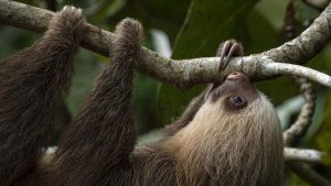 Kenapa Kukang Bergerak Sangat Lambat? Pakar Beri Penjelasannya