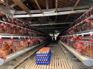 Jaga Swasembada Pangan, RI Bangun Ekosistem Hilirisasi Ayam : Okezone Economy