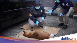Fakta-fakta 4 Anjing Mati Bersamaan Usai Serang Bocah hingga Tewas