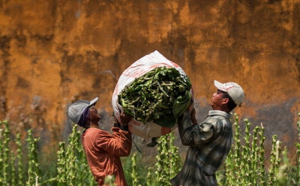 Industri Tembakau Peringatkan Dampak Larangan Bahan Tambahan Rokok : Okezone Economy