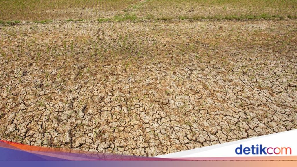 Pemprov Banten Siapkan Pompa Air Antisipasi Sawah Kekeringan Saat El Nino